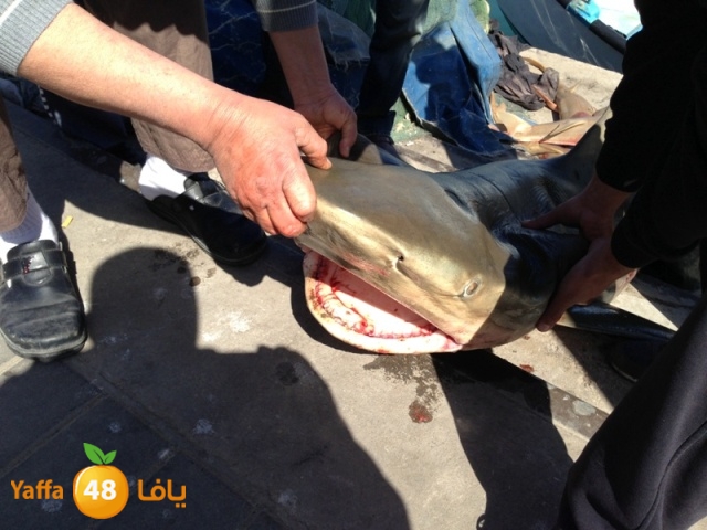 minashark328 (18).JPG